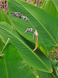 Thalie - Thalia dealbata